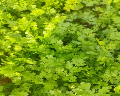 Normal Coriander Leaves for sale in Kolar