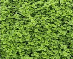 Normal Mint Leaves for sale in Nashik