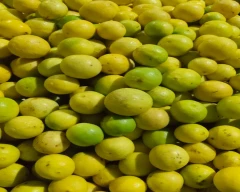 B Grade Quality Lemon for sale in Nalgonda