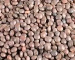 Indian Masoor for sale in Lakhimpur
