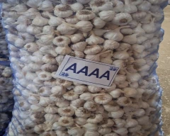 Big White Garlic for sale in Mandsaur