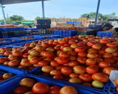 A Grade Quality Tomato for sale in Kanker