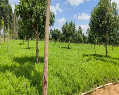 Normal Carrot for sale in Chikballapur