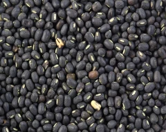 Black Urad for sale in Bidar
