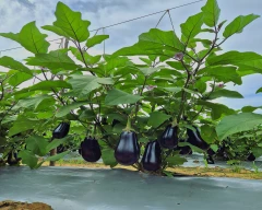 Other Brinjal for sale in Chikballapur