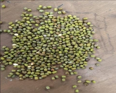 A Grade Quality Moong for sale in Agra