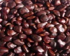 Seed Tamarind for sale in West Godavari