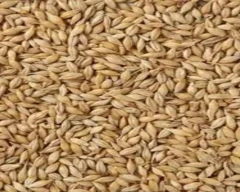 Other Barley for sale in Sri Ganganagar