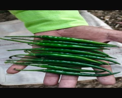 Hybrid Green Chilli for sale in Hyderabad