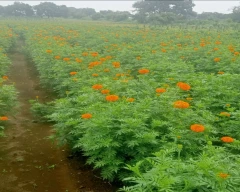 Normal Marigold for sale in Khandwa