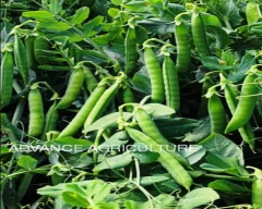 Normal White Peas for sale in Alwar