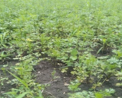 Normal Coriander for sale in Chhindwara
