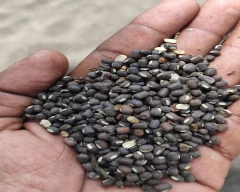 Black Urad for sale in Solapur