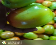 A Grade Quality Tomato for sale in Nashik