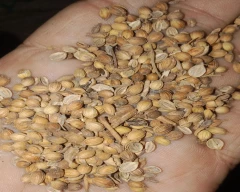 Seed Whole Coriander for sale in Rajgarh