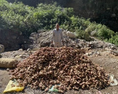 A Grade Quality Ginger for sale in Mandi