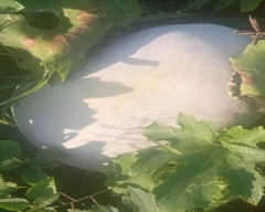 Normal Ash gourd for sale in Nellore