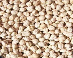 Indian Chana Dal for sale in Guntur
