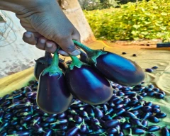 Other Brinjal for sale in Jashpur