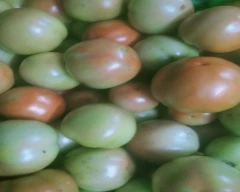 Normal Tomato for sale in Chhindwara
