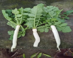 White Radish for sale in Nagpur