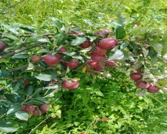 Royal Apple for sale in Shimla