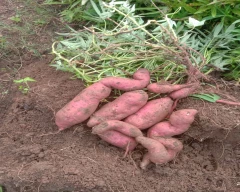 Normal Sweet Potato for sale in Hassan