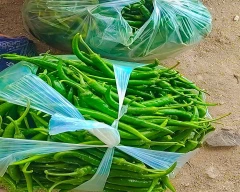 Other Green Chilli for sale in Bhilwara