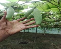 Normal Ivy gourd for sale in Vaishali