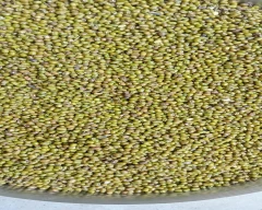 Other Moong for sale in Bareilly
