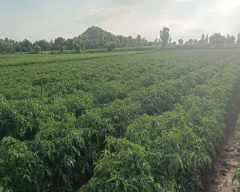 Hybrid Green Chilli for sale in Khargone