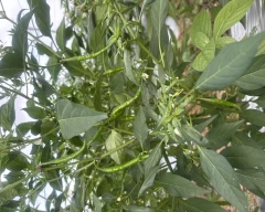 Normal Green Chilli for sale in Tikamgarh