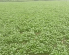 Normal Coriander for sale in Betul