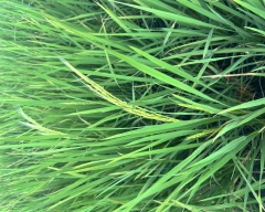 Normal Basmati Rice for sale in Meerut