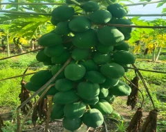 Red Lady Taiwan 786 Papaya for sale in Yavatmal
