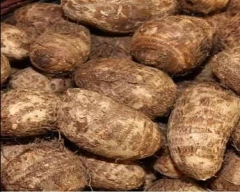 Normal Colocasia for sale in Agra