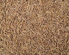 Brown Jeera for sale in Nagaur