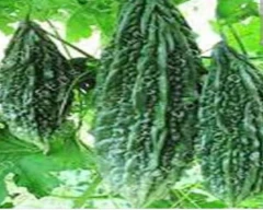 Normal Bitter gourd for sale in Unnao