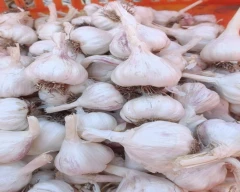 C Grade Quality Garlic for sale in Amreli