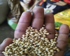 White Jowar for sale in Jalgaon