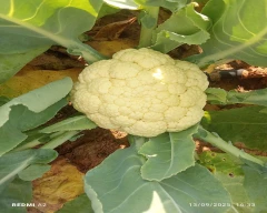 Normal Cauliflower for sale in Nagaur