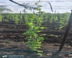 Other Bitter gourd for sale in Sangli