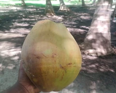 Normal Desiccated Coconut for sale in Sitamarhi