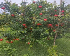 A Grade Quality Pomegranate for sale in Hassan