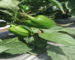 Normal Capsicum for sale in Solapur