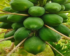 Pandra Papaya for sale in Ballari