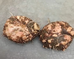 Normal Elephant Yam for sale in Sitapur