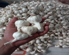 Big White Garlic for sale in Rajgarh