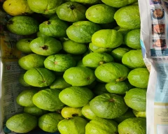Normal Guava for sale in Bengaluru Rural