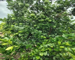 Other Mosambi for sale in Beed